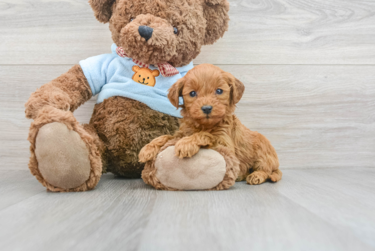 Meet Charlotte - our Mini Goldendoodle Puppy Photo 1/3 - Puppy Love PR Mini Goldendoodle Puppy for Adoption