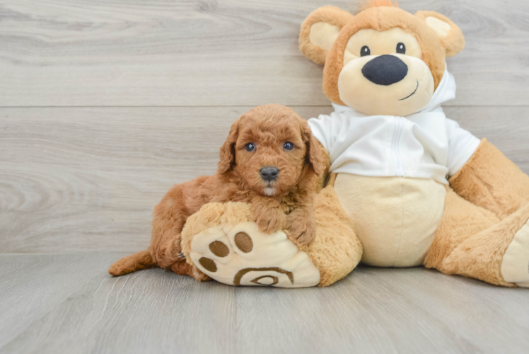 Meet Charlotte - our Mini Goldendoodle Puppy Photo 1/3 - Puppy Love PR Best Mini Goldendoodle Baby