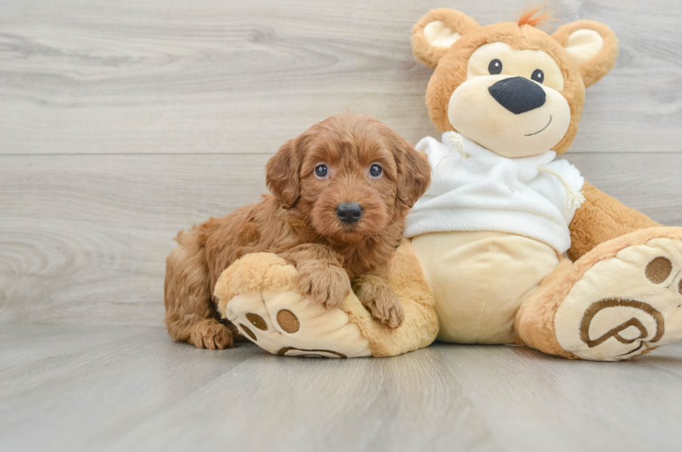 6 week old Mini Goldendoodle Puppy For Sale - Puppy Love PR