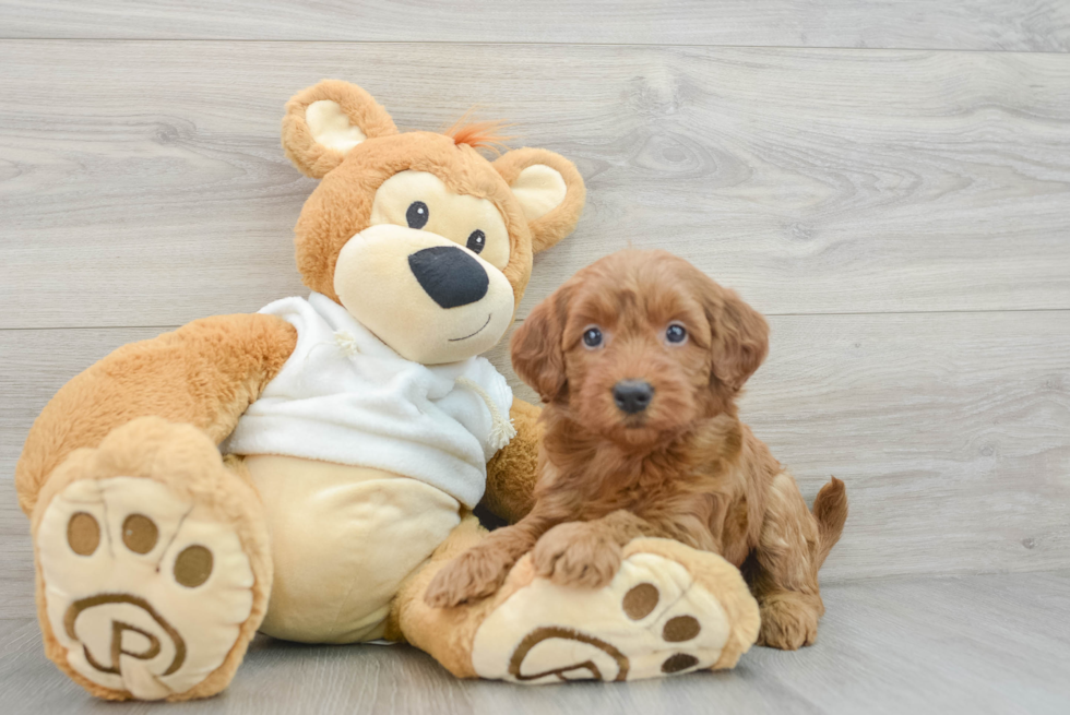 Little Mini Goldenpoo Poodle Mix Puppy