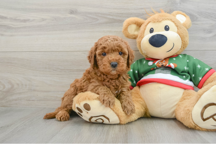 Meet Charlotte - our Mini Goldendoodle Puppy Photo 1/3 - Puppy Love PR Energetic Golden Doodle Poodle Mix Puppy