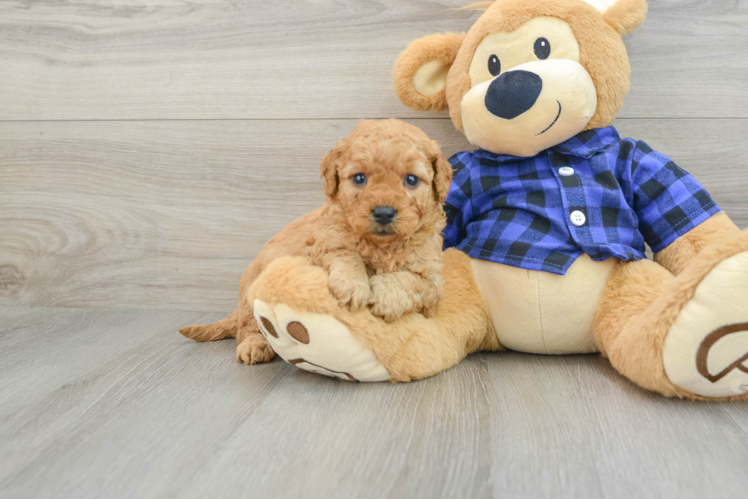 Meet Charlotte - our Mini Goldendoodle Puppy Photo 1/3 - Puppy Love PR Smart Mini Goldendoodle Poodle Mix Pup