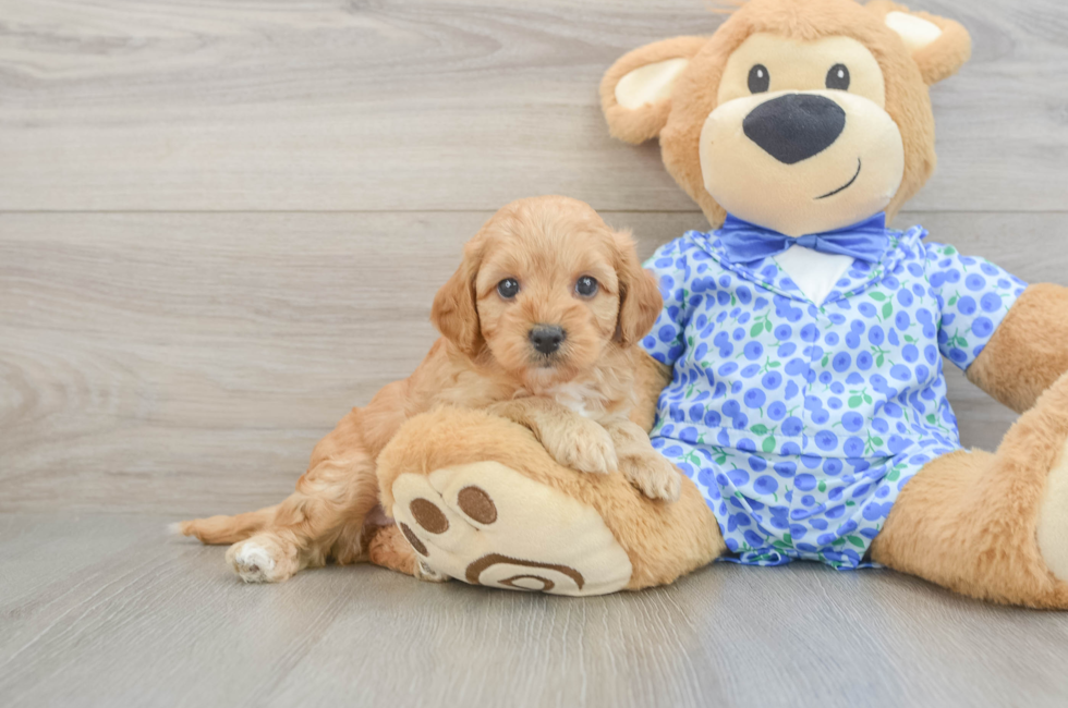 6 week old Mini Goldendoodle Puppy For Sale - Puppy Love PR