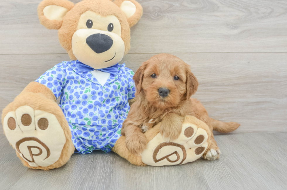 5 week old Mini Goldendoodle Puppy For Sale - Puppy Love PR
