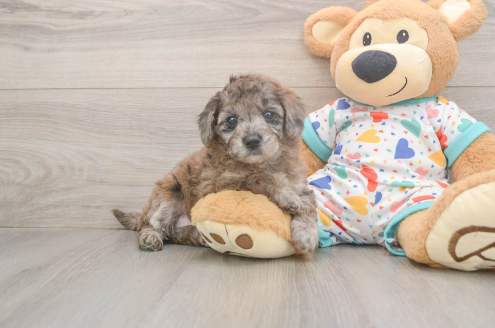 5 week old Mini Goldendoodle Puppy For Sale - Puppy Love PR
