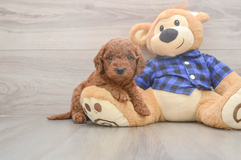 5 week old Mini Goldendoodle Puppy For Sale - Puppy Love PR