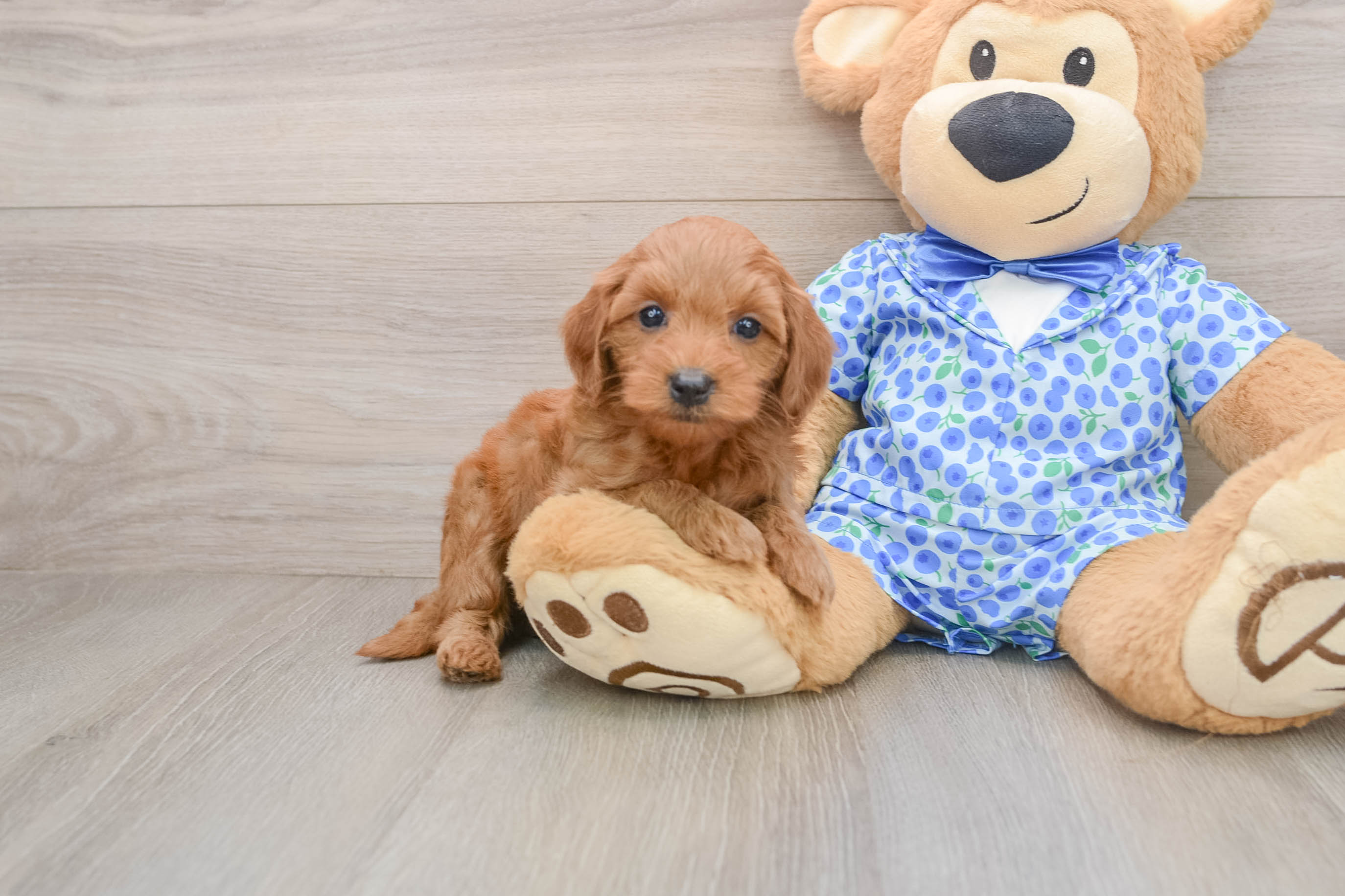 Mini Goldendoodle Pup Being Cute