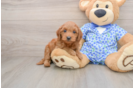 Mini Goldendoodle Pup Being Cute