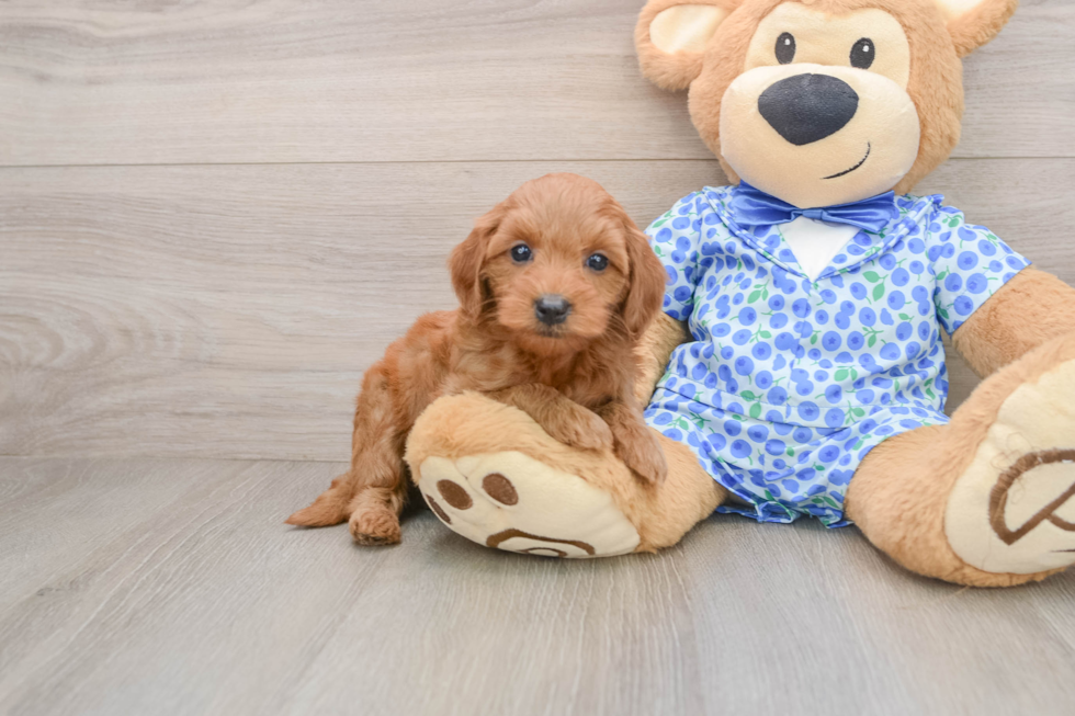 Mini Goldendoodle Pup Being Cute