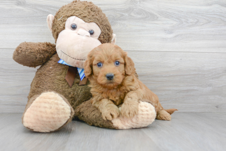 Mini Goldendoodle Pup Being Cute