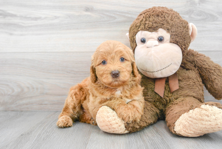 Happy Mini Goldendoodle Baby