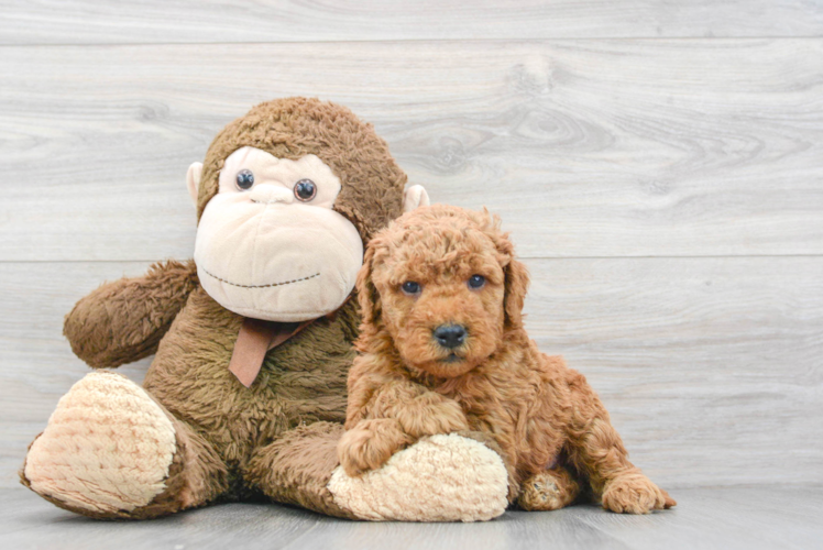 Meet Cody - our Mini Goldendoodle Puppy Photo 1/3 - Puppy Love PR Mini Goldendoodle Puppy for Adoption