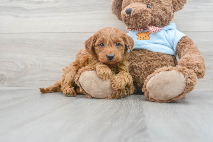 Meet Cody - our Mini Goldendoodle Puppy Photo 1/3 - Puppy Love PR Smart Mini Goldendoodle Poodle Mix Pup