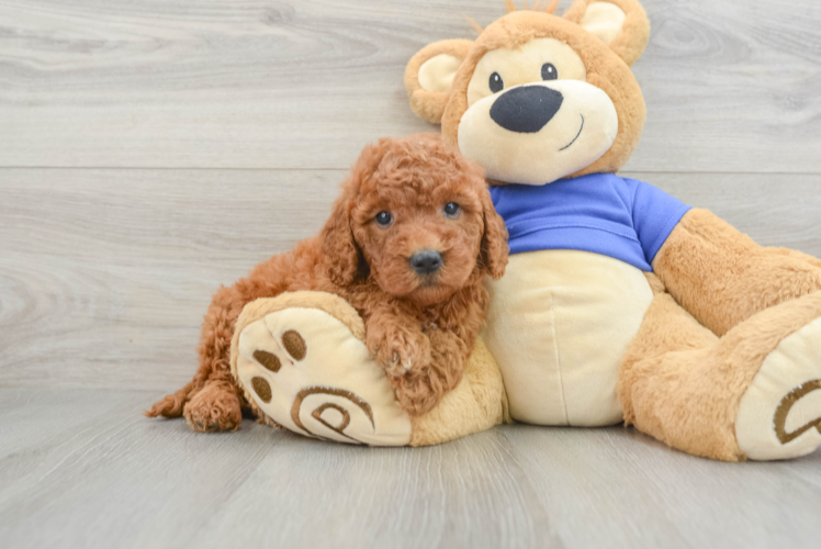 Best Mini Goldendoodle Baby