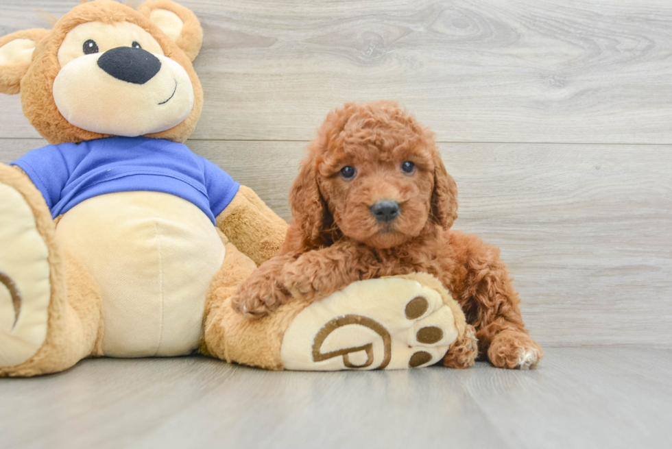 Hypoallergenic Golden Retriever Poodle Mix Puppy