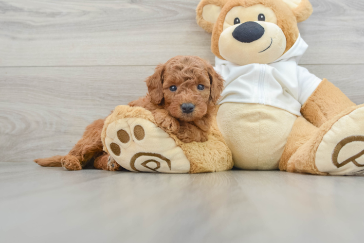 Meet Cody - our Mini Goldendoodle Puppy Photo 1/3 - Puppy Love PR Small Mini Goldendoodle Baby