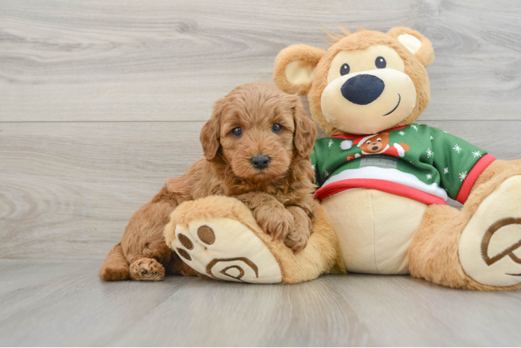 Meet Cody - our Mini Goldendoodle Puppy Photo 1/3 - Puppy Love PR Funny Mini Goldendoodle Poodle Mix Pup