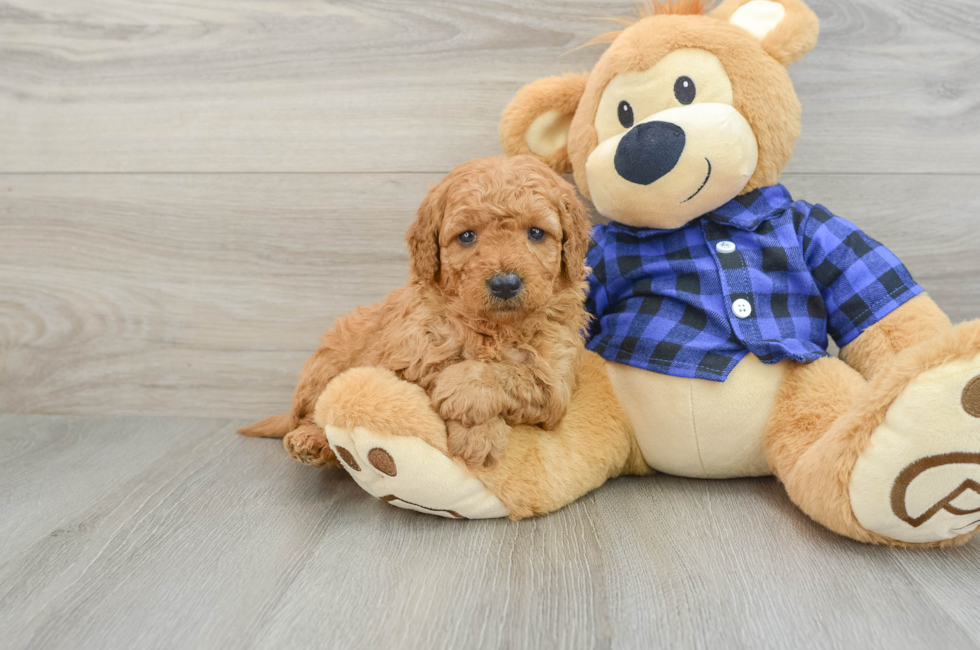 8 week old Mini Goldendoodle Puppy For Sale - Puppy Love PR