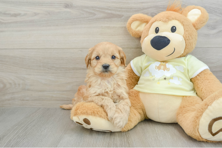 Meet Cody - our Mini Goldendoodle Puppy Photo 1/3 - Puppy Love PR Best Mini Goldendoodle Baby