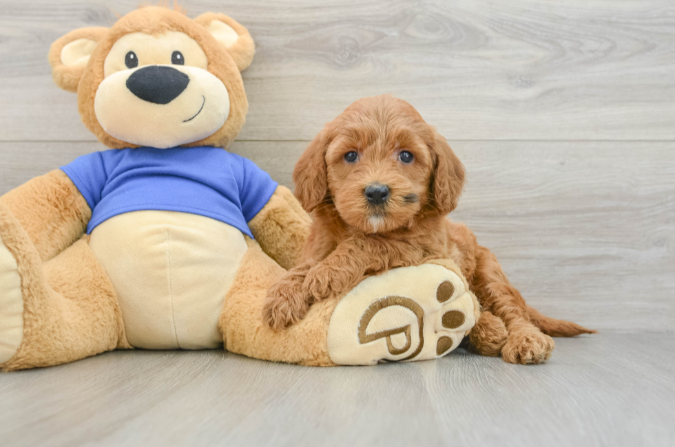 5 week old Mini Goldendoodle Puppy For Sale - Puppy Love PR