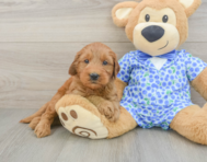 8 week old Mini Goldendoodle Puppy For Sale - Puppy Love PR