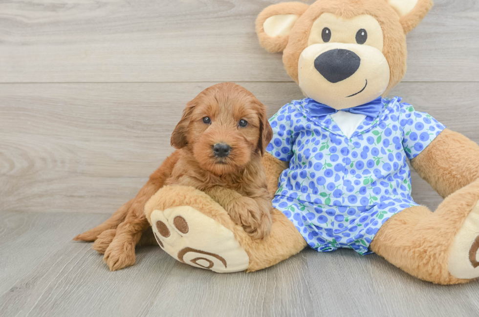 5 week old Mini Goldendoodle Puppy For Sale - Puppy Love PR