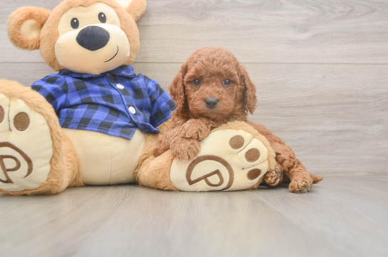 Small Mini Goldendoodle Baby