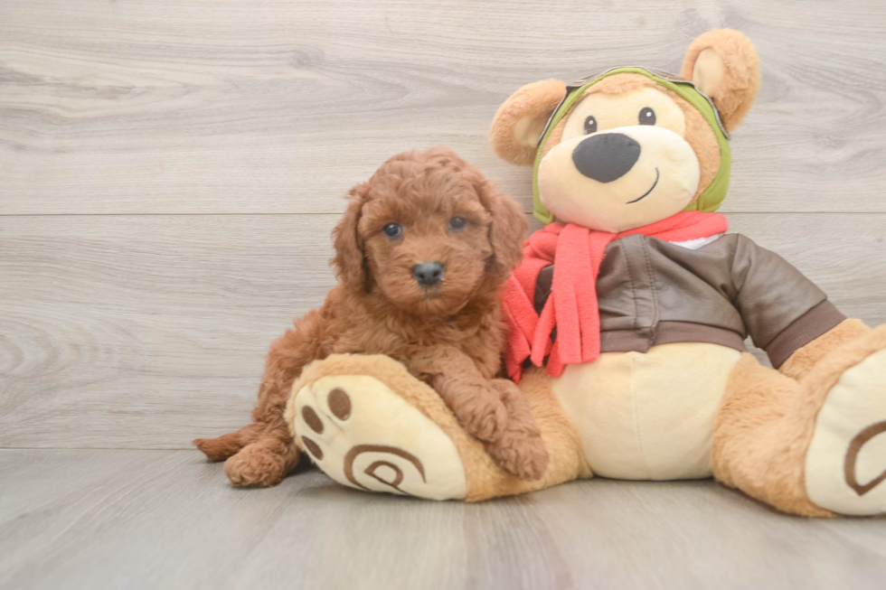 Cute Mini Goldendoodle Baby