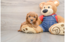 Best Mini Goldendoodle Baby