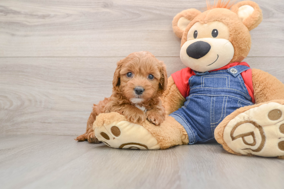 Best Mini Goldendoodle Baby