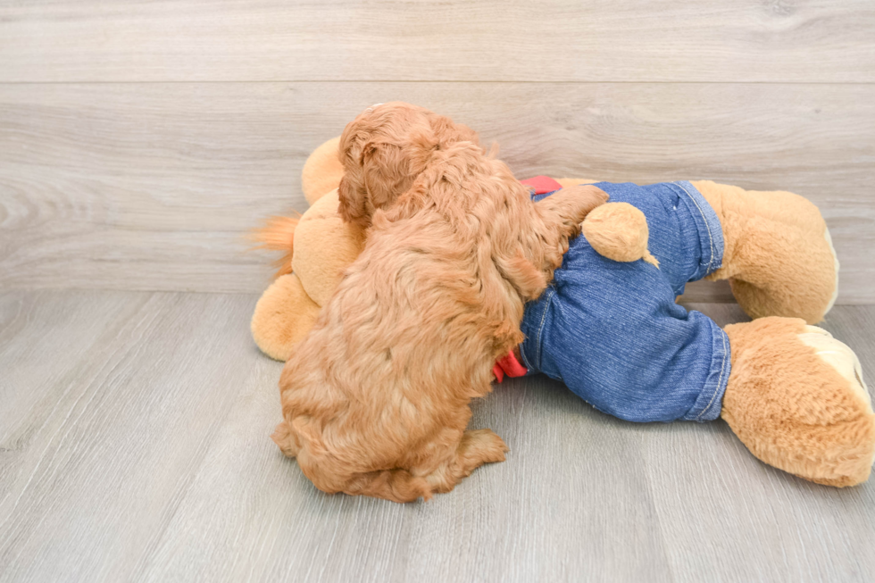 Energetic Golden Doodle Poodle Mix Puppy