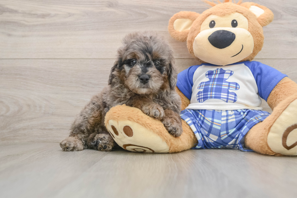 Mini Goldendoodle Pup Being Cute