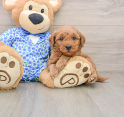 7 week old Mini Goldendoodle Puppy For Sale - Puppy Love PR