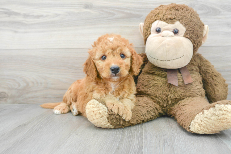 Mini Goldendoodle Pup Being Cute