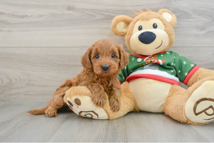 Meet Connie - our Mini Goldendoodle Puppy Photo 1/3 - Puppy Love PR Cute Mini Goldendoodle Baby