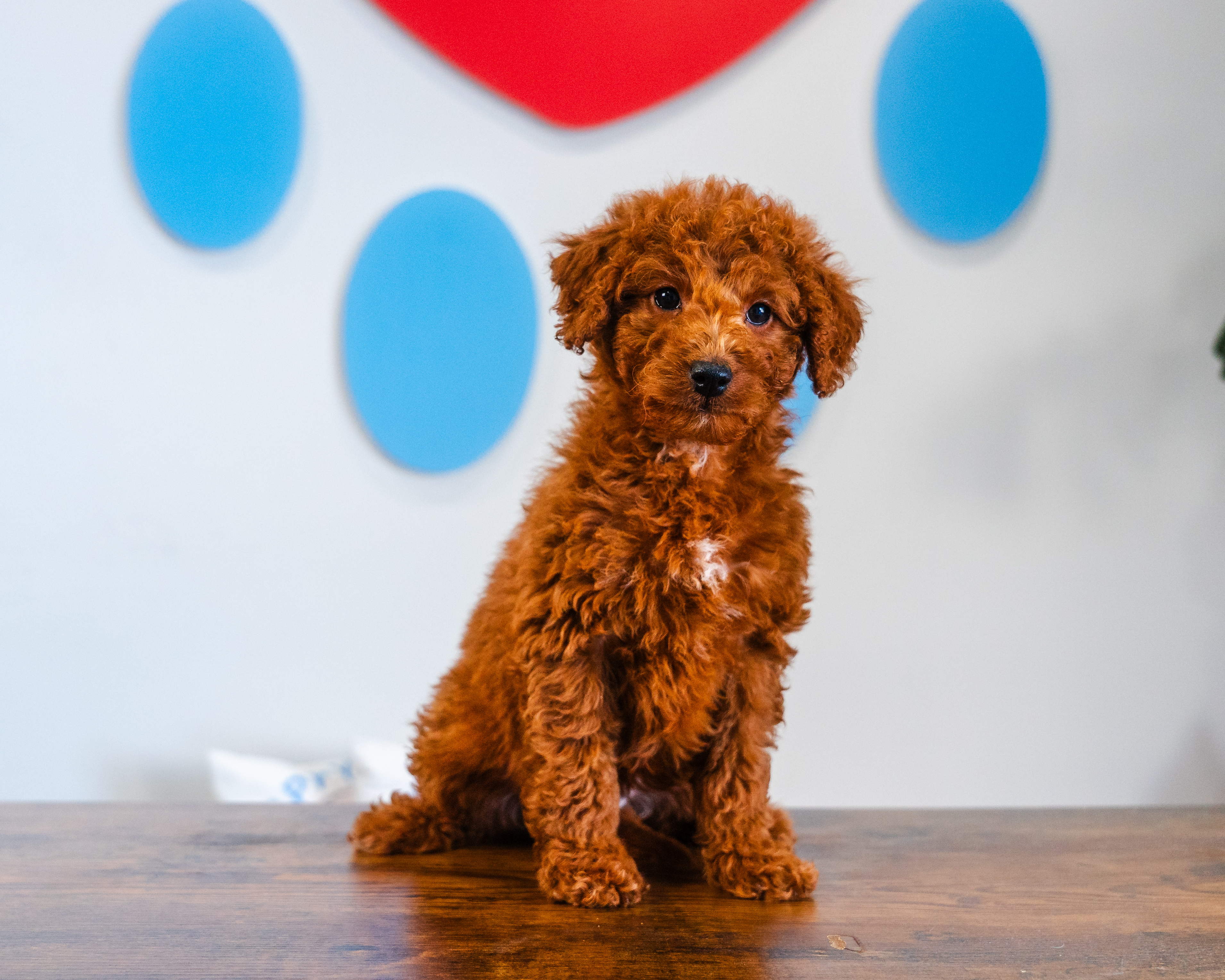 Cute Mini Goldendoodle Baby