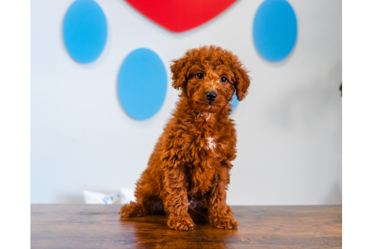 Cute Mini Goldendoodle Baby