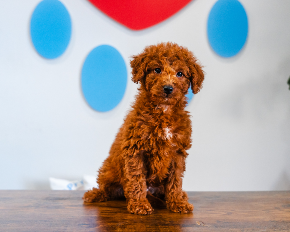 Cute Mini Goldendoodle Baby