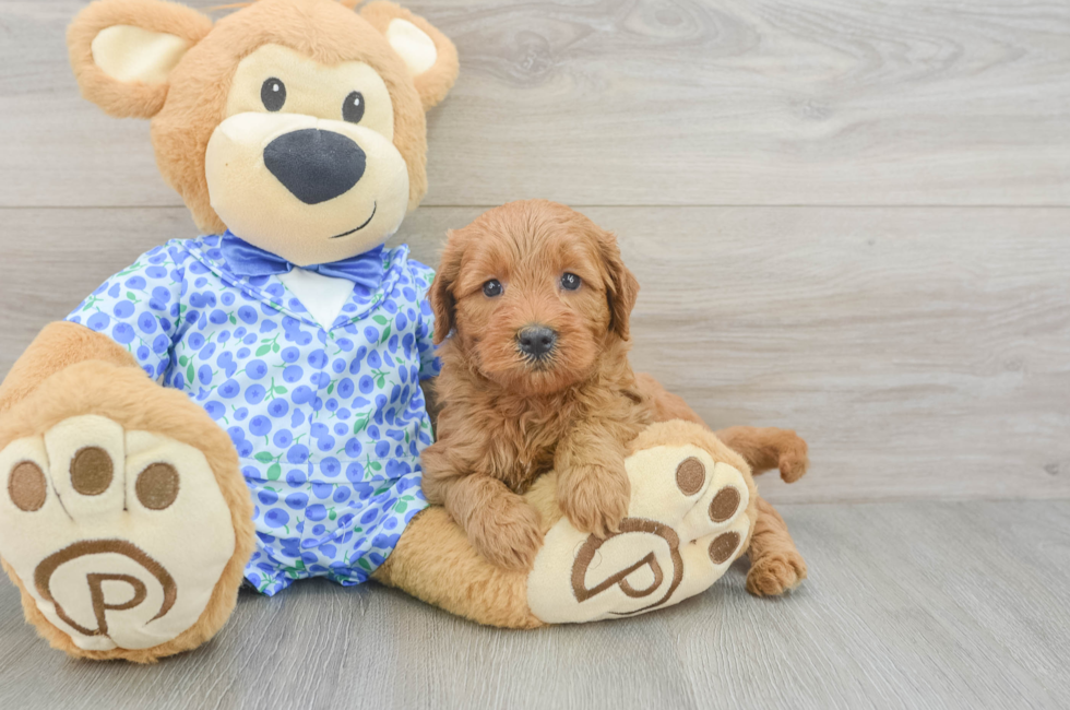 5 week old Mini Goldendoodle Puppy For Sale - Puppy Love PR