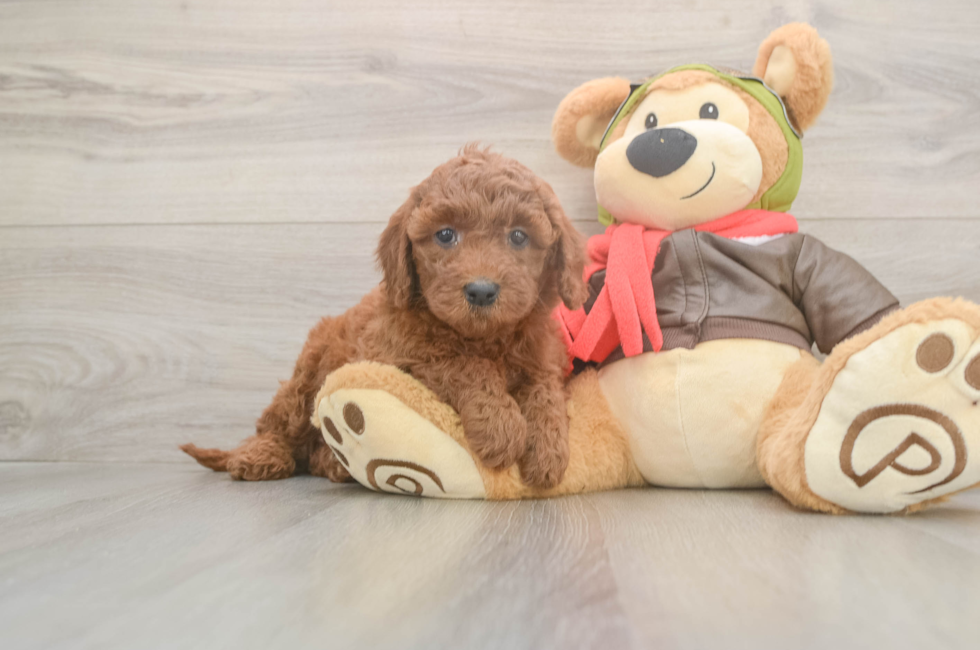 5 week old Mini Goldendoodle Puppy For Sale - Puppy Love PR