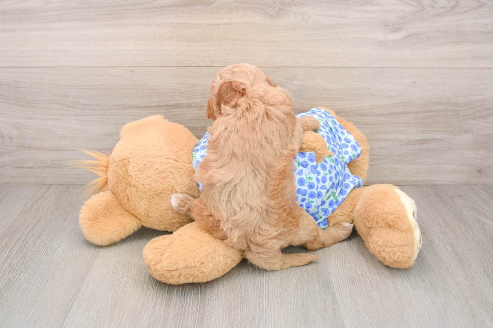 Best Mini Goldendoodle Baby