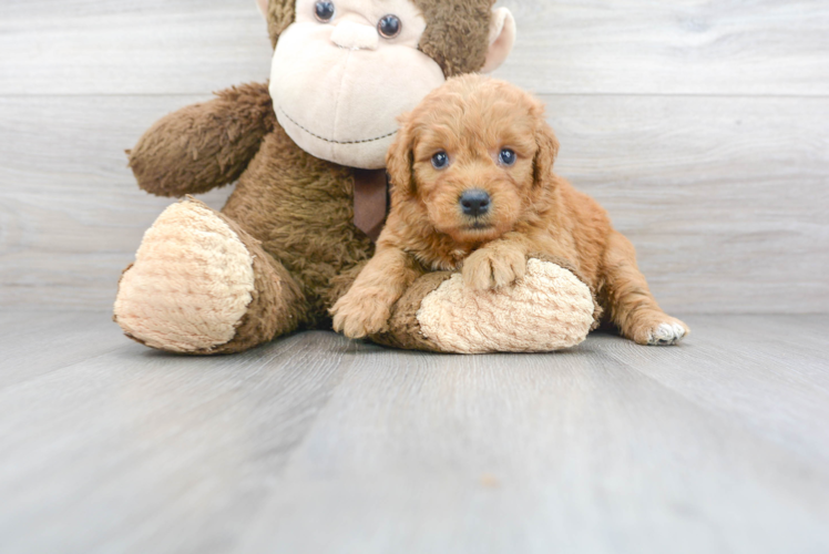 Mini Goldendoodle Pup Being Cute