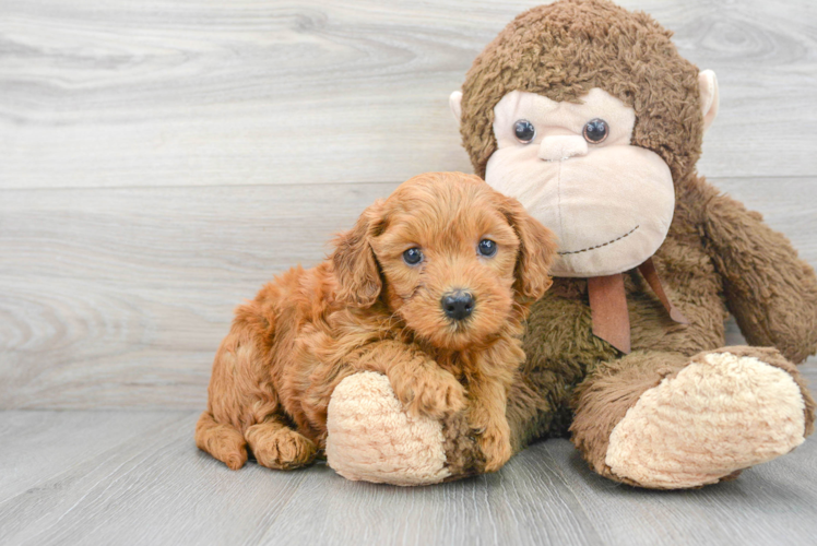 Meet Connie - our Mini Goldendoodle Puppy Photo 1/3 - Puppy Love PR Popular Mini Goldendoodle Poodle Mix Pup