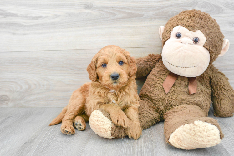 Meet Corey - our Mini Goldendoodle Puppy Photo 1/3 - Puppy Love PR Mini Goldendoodle Puppy for Adoption