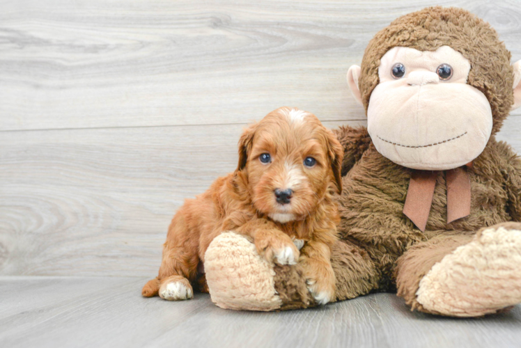 Little Golden Retriever Poodle Mix Puppy