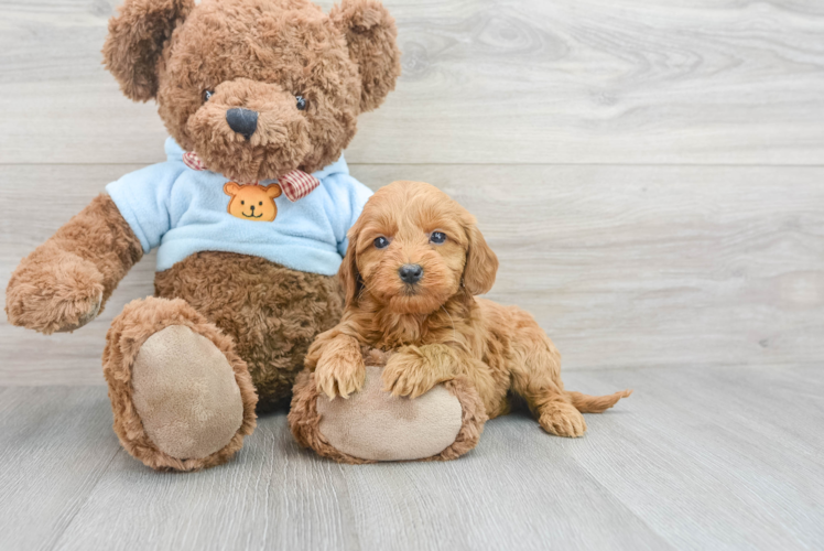 Meet Corey - our Mini Goldendoodle Puppy Photo 1/3 - Puppy Love PR Small Mini Goldendoodle Baby