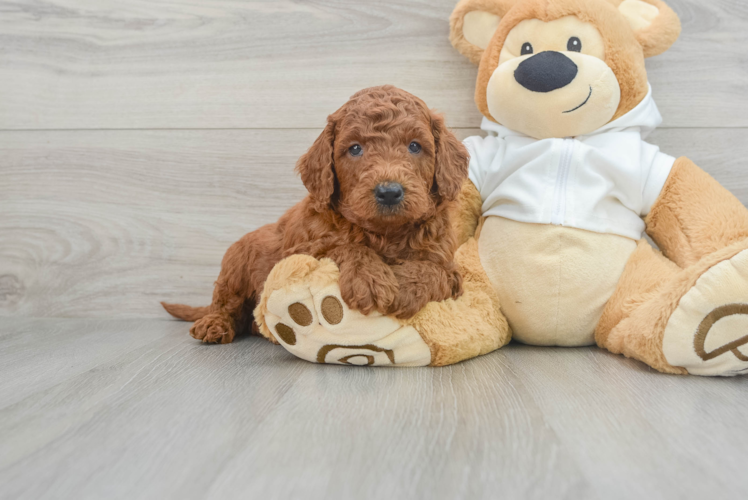 Meet Corey - our Mini Goldendoodle Puppy Photo 1/3 - Puppy Love PR Mini Goldendoodle Puppy for Adoption