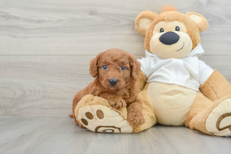 Meet Corey - our Mini Goldendoodle Puppy Photo 1/3 - Puppy Love PR Mini Goldendoodle Puppy for Adoption