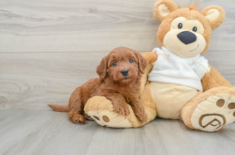 6 week old Mini Goldendoodle Puppy For Sale - Puppy Love PR