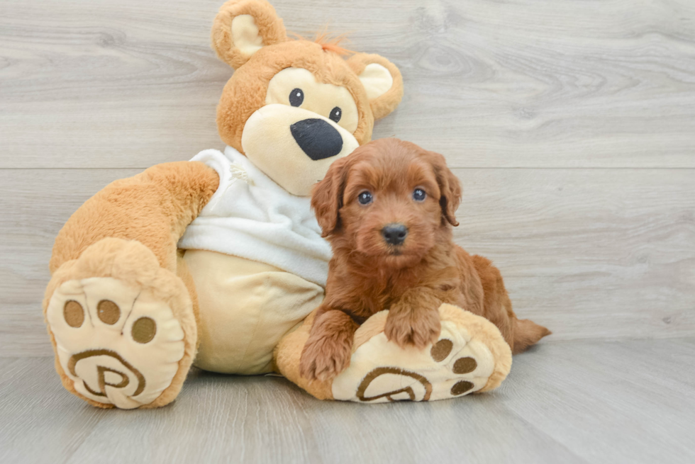 Best Mini Goldendoodle Baby